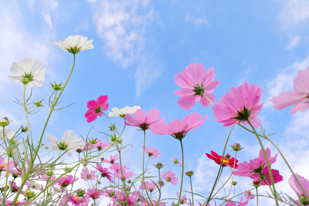 子育てで悩む母親が自分軸 子育てを整えるイメージ